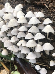 Basidiomycota