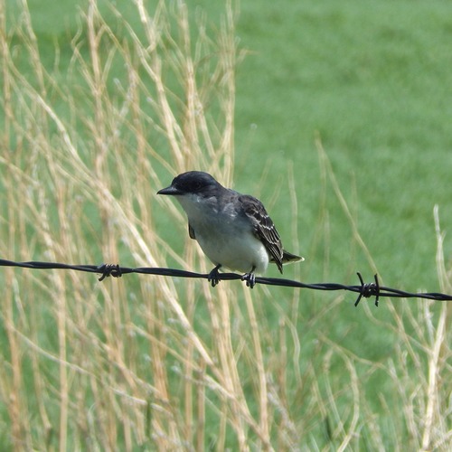 Eastern Kingbird