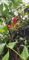 Gloriosa superba