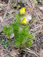 Adonis vernalis