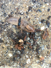 Ambigolimax