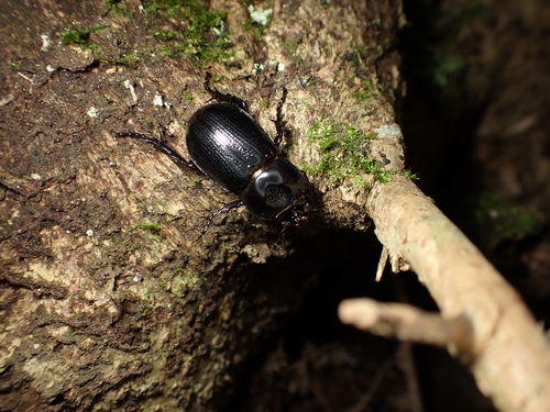 Eophileurus chinensis chinensis