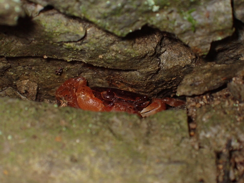 Japanese Freshwater Crab
