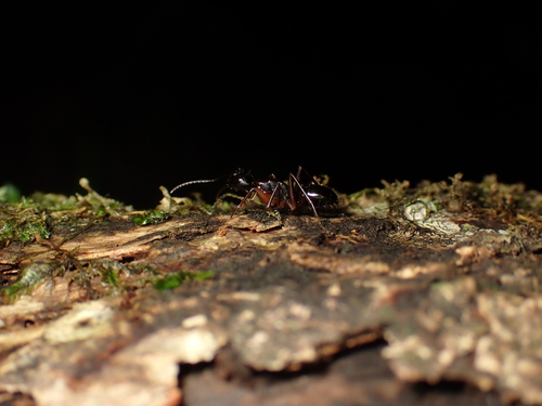 Camponotus kiusiuensis