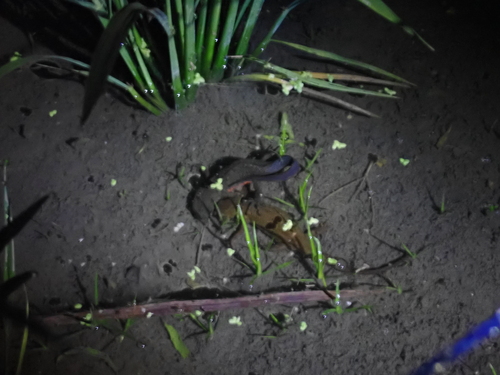 Japanese Fire-bellied Newt