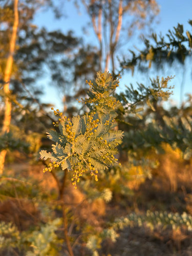 Cootamundra wattle