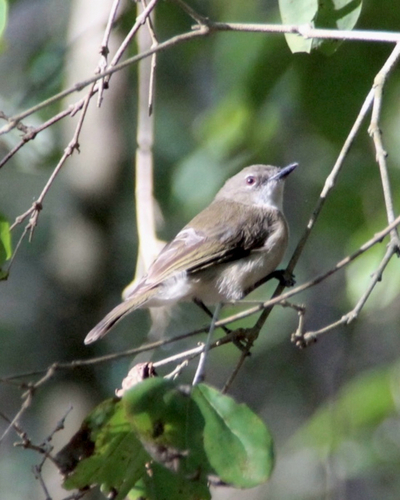 Large-billed Gerygone