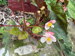 Begonia lukuana, photograph (c) 黃美滿, some rights reserved (CC BY)