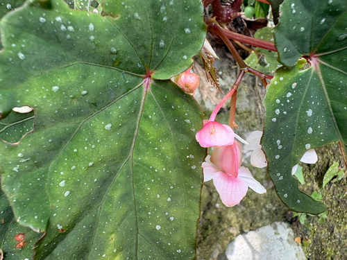 Begonia lukuana, photograph 1