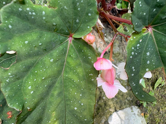 Begonia lukuana, photograph (c) 黃美滿, some rights reserved (CC BY)