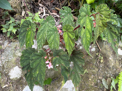 Begonia lukuana