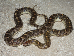 Glossy Snake photo 1