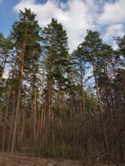 Pinus sylvestris