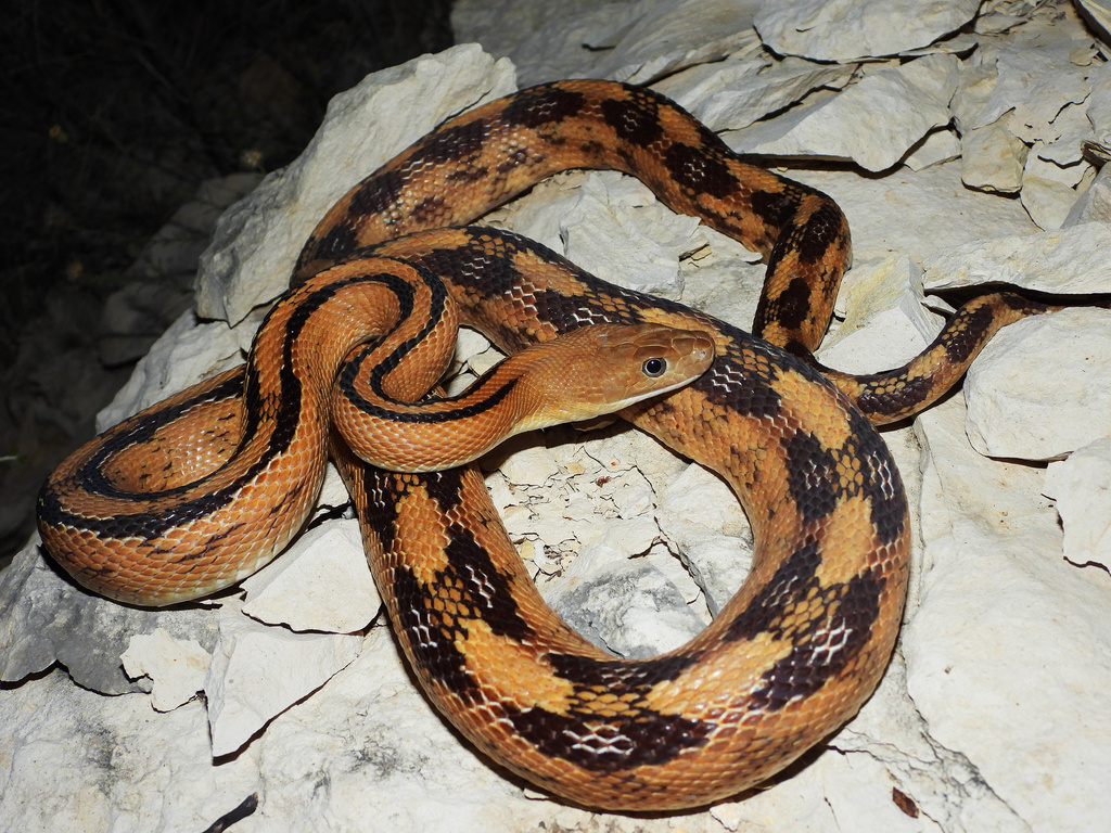 Trans-Pecos Rat Snake
