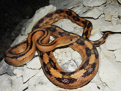 Trans-Pecos Rat Snake photo 1