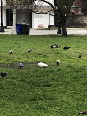 Columba livia