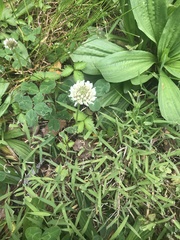 Trifolium repens