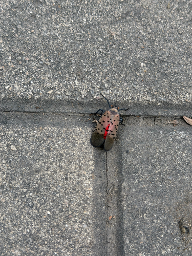 Spotted Lanternfly