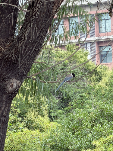 Azure-winged Magpie