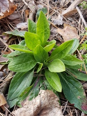 Magnoliopsida