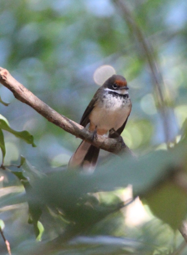 Arafura Fantail