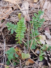Securigera varia