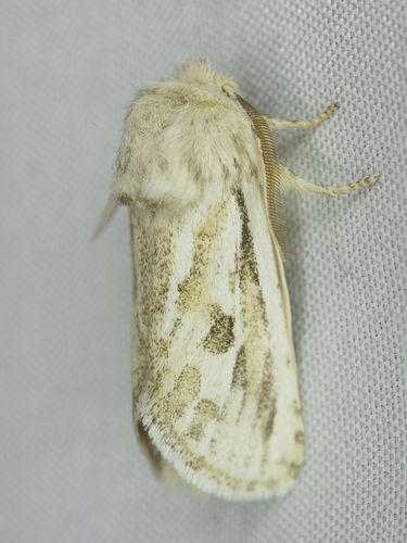 Comadia henrici photo 5