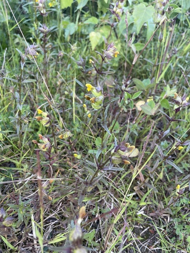 Yellow Rattle