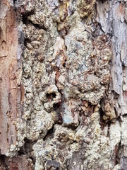 Fungi