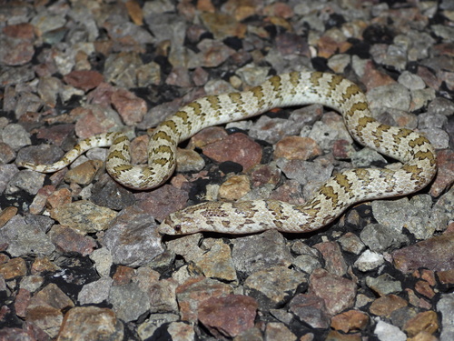 Chihuahuan Hook-nosed Snake