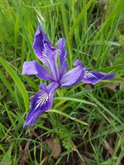 Iris tenax
