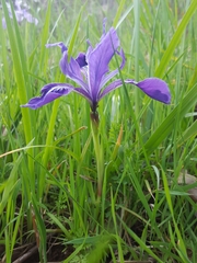 Iris tenax