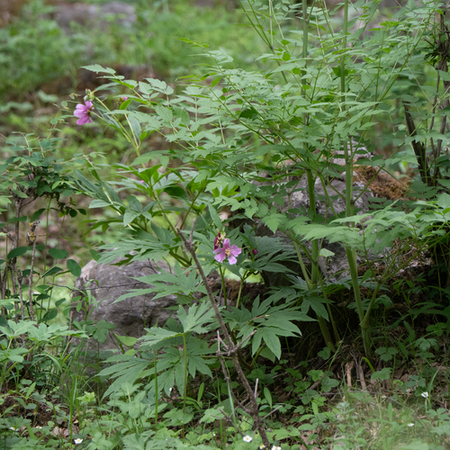 Paeonia veitchii