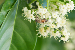 Eristalinus taeniops