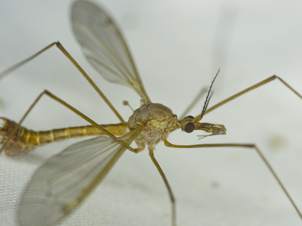 Tipula mohavensis