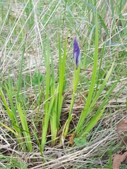 Iris tenax