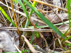 Micrommata virescens