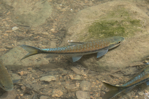 Blauwvin-mahseer (Neolissochilus stracheyi) — Cyprinidae