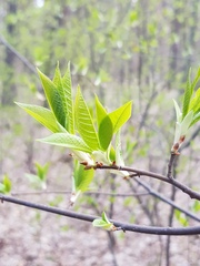 Prunus padus