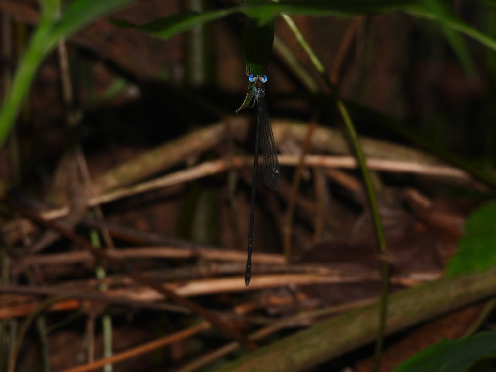 Capung-peri Sunda (Pericnemis stictica)