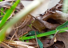 Micrommata virescens