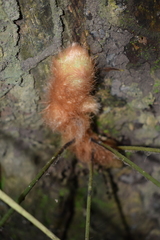 Phlebodium decumanum