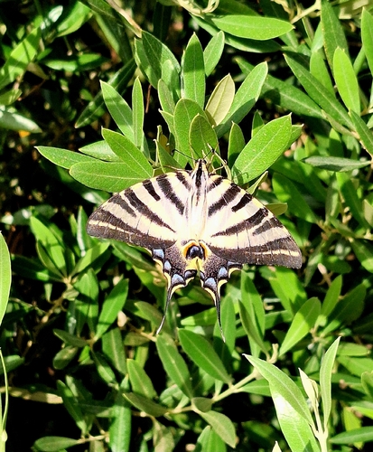 Iberian Scarce Swallowtail