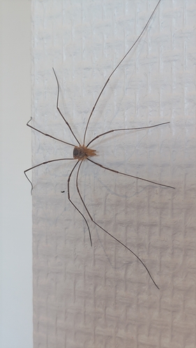European Harvestman