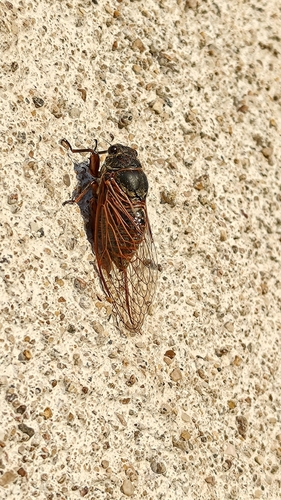 Red Cicada