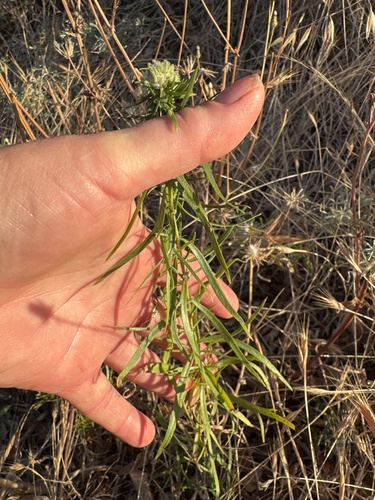 Artemisia dracunculus