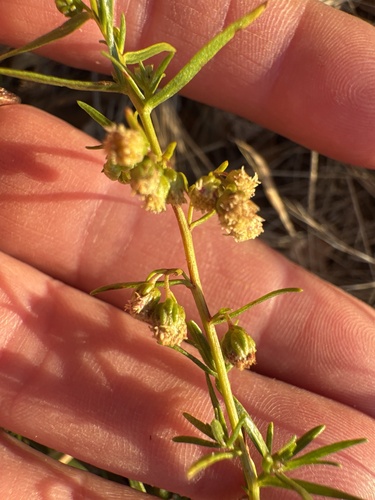 Artemisia dracunculus