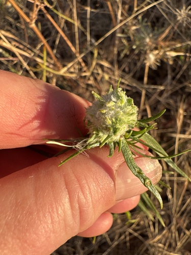 Artemisia dracunculus
