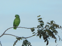 Graydidascalus brachyurus