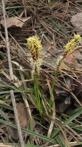Carex ericetorum (Carex ericetorum)